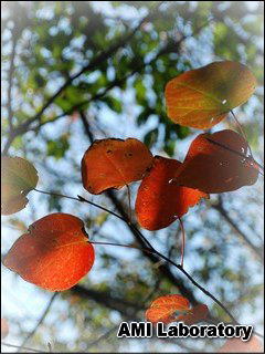 紅葉
