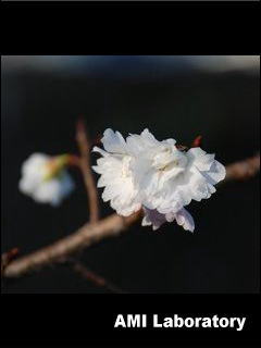 寒桜
