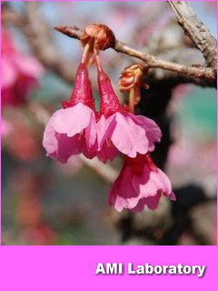 ヒカン桜