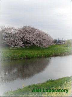 桜