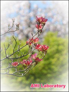花水木