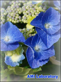 紫陽花