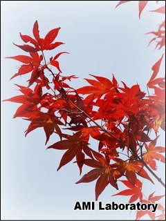 モミジ