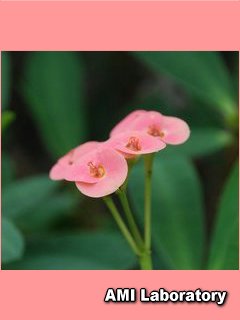 花キリン