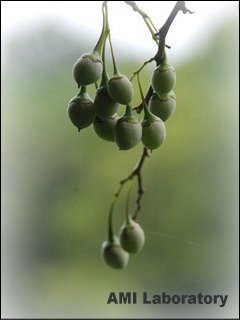 木の実